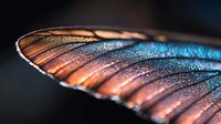 Extreme macro photography of butterfly wing showing detailed texture and iridescent scales in blue and copper colors against dark background.