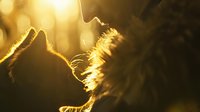 Delicate dandelion seeds backlit by golden sunlight creating ethereal silhouettes against dark background, macro photography capturing nature's gentle movement.