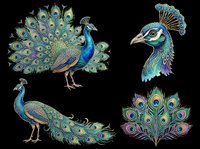 Peacock bird isolated on transparent background, ready for t-shirt design, clipart, stickers, sublimation and print-on-demand products.