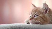 Cream colored longhair cat with blue eyes resting on gray sofa against pink background. Close up portrait showing peaceful expression and soft fur texture.