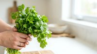 Fresh green cilantro bunch held in hand against bright kitchen background, ready for cooking and culinary use.