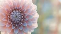 Soft pink dahlia flower with intricate layered petals in full bloom against dreamy blurred background for spring garden and floral design projects.