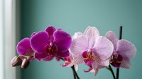 Purple and pink orchid flowers blooming on stem against soft teal background, elegant tropical houseplant for home decor and botanical photography.