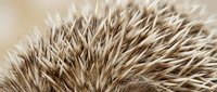 Hedgehog spines close-up showing detailed texture and natural brown coloration for wildlife and nature photography projects.