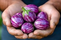 Fresh striped purple eggplants held in cupped hands against blurred background, showing organic produce harvest and farm-to-table concept.