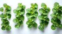 Fresh green watercress leaves arranged in neat rows on white background, showing organic produce pattern. Clean eating and healthy food concept.