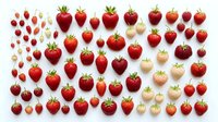 Fresh red and white strawberries arranged in organized rows on white background, isolated produce for culinary, recipe, and food design projects.