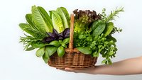 Fresh organic herbs and leafy greens in wicker basket held by hands on white background for healthy cooking and natural nutrition concepts.