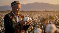 Elderly Middle Eastern farmer in traditional embroidered vest examining cotton bolls in vast field during golden hour sunset with mountains in background.
