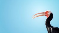 Northern bald ibis with distinctive curved orange beak against gradient blue background, showcasing the endangered bird's unique profile for wildlife conservation awareness.