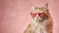 Fluffy orange tabby cat wearing heart-shaped pink sunglasses on soft pink background for Valentine's Day romance and love themed designs.