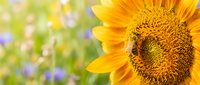 Bright sunflower with detailed center and golden petals in close-up, blurred green foliage and purple flowers in background, suitable for nature, gardening, and botanical design projects.