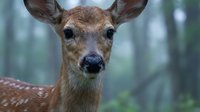 Young spotted deer fawn portrait with alert expression in natural forest habitat, wildlife photography showcasing gentle brown eyes and delicate facial features.