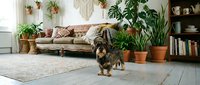 Small dachshund dog standing in cozy boho living room with plants, macrame wall hangings, neutral sofa and natural light streaming through windows.