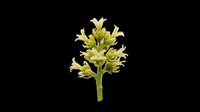 Delicate green wildflower plant isolated on transparent background, ready for stickers, t-shirt design, print on demand, sublimation, and clipart use.