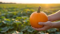 Hands holding fresh orange pumpkin in sunny farm field during golden hour harvest season for autumn decoration and seasonal cooking.