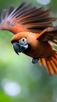Orange macaw parrot in flight with spread wings against blurred green background, showcasing vibrant feathers and natural bird behavior in tropical environment.