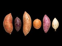 Assorted fresh potatoes and sweet potatoes isolated on transparent background, ready for culinary design, recipe graphics, food packaging, print-on-demand products, and educational materials.
