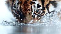 Close up view of tiger eyes with water splashes and droplets creating dramatic effect, fierce wild animal portrait in natural environment showing power and strength.