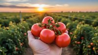 Fresh ripe red tomatoes in farmer hand at sunset over agricultural field. Organic farming harvest concept for healthy food production and sustainable agriculture.