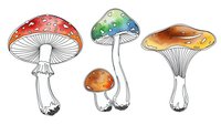 Colorful mushroom collection with red spotted toadstool, blue green fungi and orange caps isolated on white background for nature design projects.