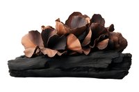 Delicate copper-colored petals arranged on dark charcoal driftwood create dramatic natural contrast, isolated on white background for easy design integration and artistic projects.