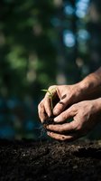 Mature male hands planting seedling in soil outdoors, gardening and environmental conservation concept for agriculture and sustainability projects.