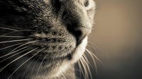 Close-up monochrome portrait of a cat nose and whiskers, showcasing fine fur texture and detail in soft sepia tones.
