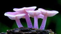 Luminous purple mushrooms growing on dark wood, glowing with ethereal bioluminescence against blurred forest background, delicate gills and spotted stems create magical woodland scene.