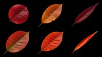 Six autumn leaves in red and orange tones, isolated on transparent background. Ready for clipart, stickers, t-shirt design, sublimation, and print on demand use.