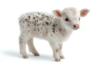 Spotted white newborn calf standing on white background, isolated farm animal for agricultural and veterinary design projects and educational materials.
