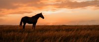 Horse silhouette standing in golden grassland field during dramatic sunset with orange sky clouds creating peaceful countryside landscape scene.