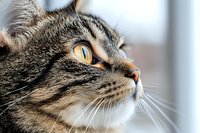 Close up profile of tabby cat face showing amber eye, whiskers and striped fur pattern in soft natural window light, looking upward with alert expression.