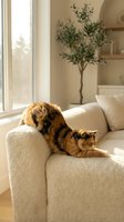 Orange tabby cat relaxing on beige sofa in bright living room with natural sunlight streaming through window and houseplant in background.