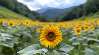 Vibrant sunflower field stretches across mountain valley landscape, single bloom in sharp focus foreground against blurred rows of yellow flowers and distant peaks.