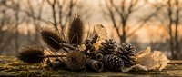 Autumn forest floor arrangement with pine cones, chestnuts, acorns and dried leaves in warm golden sunlight creating natural seasonal decoration display.