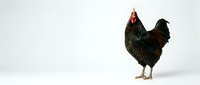 Black rooster with red comb standing on white background, isolated farm bird for poultry agriculture design projects and marketing materials.