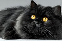 Fluffy black Persian cat with bright yellow eyes lying down, long-haired feline portrait on gray background for pet photography and animal lovers.