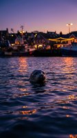Seal swimming in harbor water at twilight with illuminated boats and waterfront buildings reflected in calm sea during golden hour.