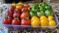 Fresh heirloom tomatoes in red, yellow and green varieties arranged in plastic container, showing natural color gradient and organic produce presentation.