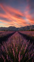Lavender field rows stretching toward mountains under dramatic sunset sky with vibrant pink and orange clouds creating romantic agricultural landscape.