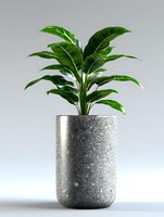 Tropical green plant with glossy leaves growing in modern cylindrical concrete planter against light gray background, minimalist home decor styling.