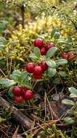 Fresh red cranberries growing on low bush with green leaves in natural forest environment. Wild berry harvest season in woodland setting.