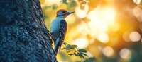 Vibrant blue woodpecker perched on tree trunk against golden bokeh background at sunset, side view of wild bird in natural forest habitat with soft glowing light.