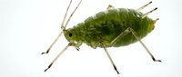 Green katydid insect isolated on white background, suitable for educational materials, nature illustrations, wildlife design projects, and scientific publications.