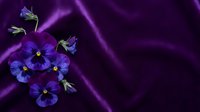 Purple pansy flowers on luxurious violet silk fabric with elegant folds and drapes for romantic design projects and floral arrangements.