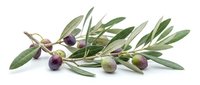 Olive branch with ripe and unripe fruits isolated on white background, ready for culinary, food packaging, and agricultural design projects.