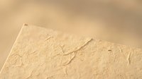 Seagull bird footprints tracks in golden beach sand creating natural patterns for summer vacation and coastal wildlife concepts.