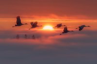 Silhouettes of cranes flying over misty landscape at dramatic sunset with orange sky and sun on horizon.
