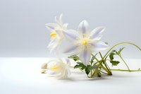 Delicate white columbine flowers with yellow centers and green stems on light background, soft natural lighting creates gentle shadows and ethereal mood.